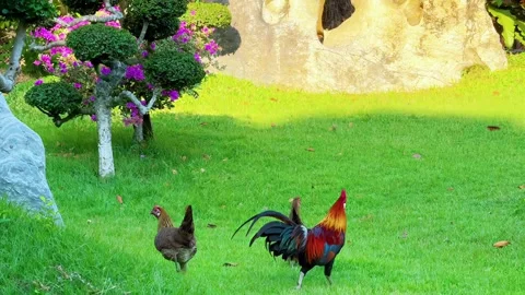 Chiken farming Stock Footage 274447183