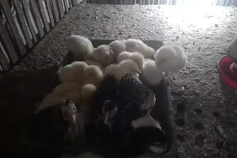 Chiken Video stock 221153744