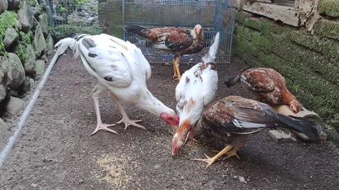 Chiken 스톡 동영상 230694055