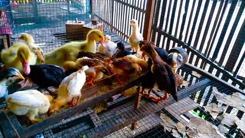 Chiken Vídeos de archivo 235688756