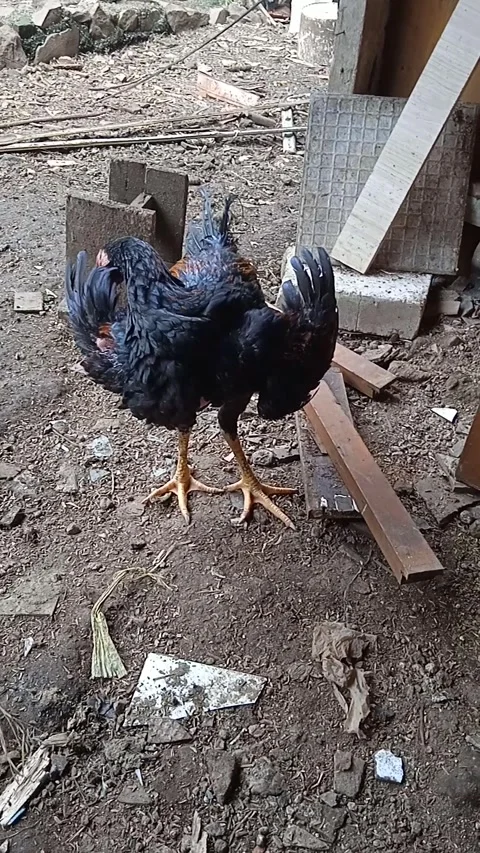 Chiken Stock Footage 267344416