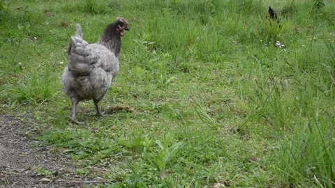Chiken in the garden Stock Footage 154024485