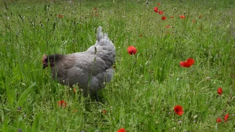 Chiken in the garden Stock Footage 154622835