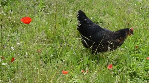 Chiken in the garden Stock Footage 154899058