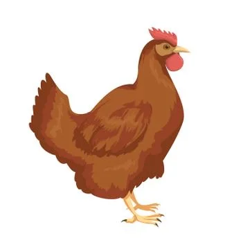 Chiken Stock Illustration