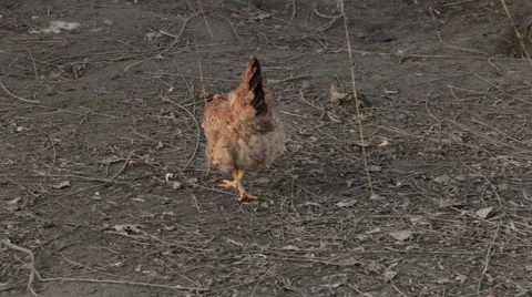 Chiken scratch the ground Stock Footage 44415927