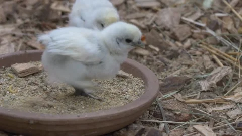 Chiks feeding Stock-Footage 274414663