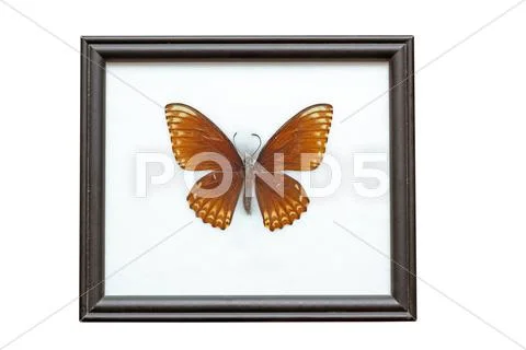 Chilasa clytia Stock Photos