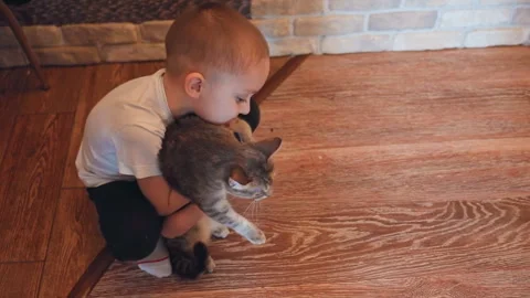 Child and cat bonding. Young boy shares affectionate moment with indoor tabby Stock Footage 334715412