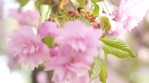 Child and cherry blossoming closeup Stock Footage 49807983