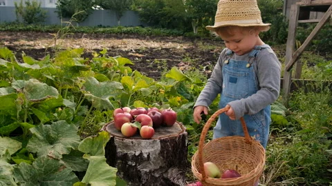 Child with apples in the garden. Selective focus. Stock Footage 213970964