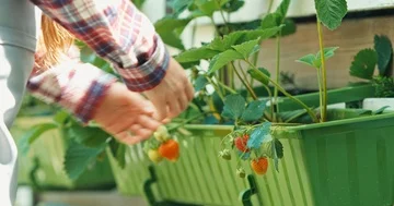 Child approached the strawberry Stock Footage 85530540