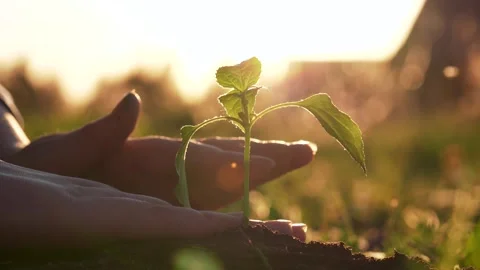 Child Arms Close Up Plants Small Green Sprout Tree In Ground In Sunlight Stock Footage 278248247