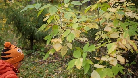 Child in autumn Park having fun playing with leaves, Walks in the fresh air Video stock 80257571