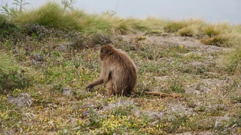 Child baboon picking up some fresh grass to eat. Video stock 120728035