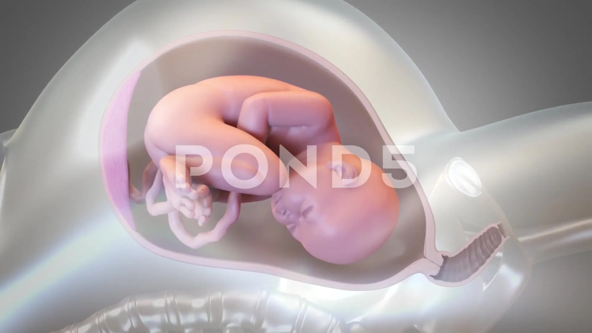 Child birth procedure 3d animation. Human Fetus Moving Slowly In Mothers Womb