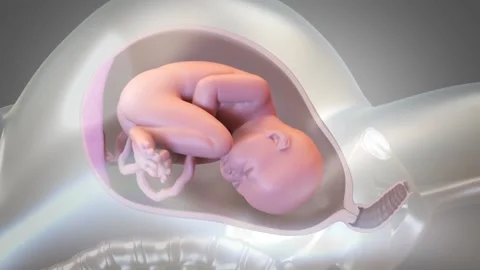 Child birth procedure 3d animation. Human Fetus Moving Slowly In Mothers Womb Stock Footage 220621211