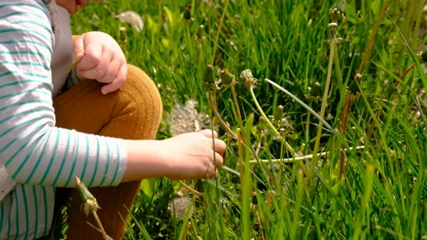 Child blowing dandelion in park. Selective focus. Kid. Vídeo Stock 309919907