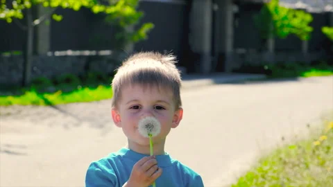 The child is blowing a dandelion. Selective focus. Stock Footage 154403466
