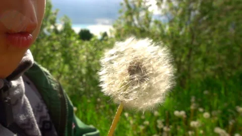 The child blows away the dandelion, slow motion Stock Footage 90971507