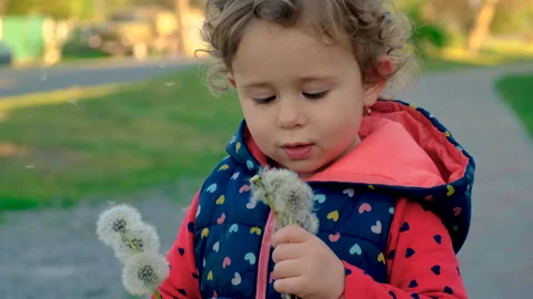 A child blows a dandelion in a field. Selective focus. Stock Footage 261133097