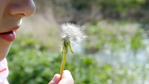 A child blows a dandelion flower in slow motion 動画素材 106989433