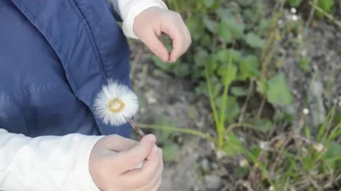 Child blows dandelion Stock Footage 132754024