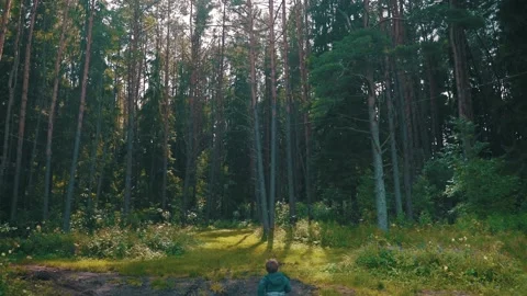 A child in a blue jacket walks through the pine forest Stock Footage 136048654