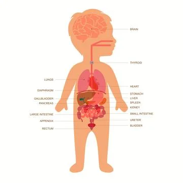 Child body anatomy Illustrazione stock