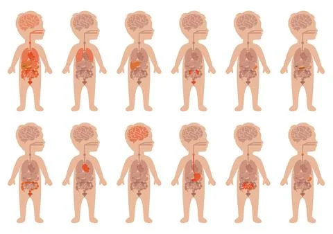 Child body anatomy Stock Illustration