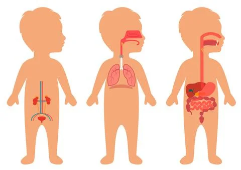 Child body anatomy Stock Illustration