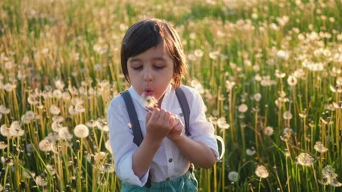 Child boy 5 years old in a hat blows on a white dandelion ball on the field Stock Footage 197895605