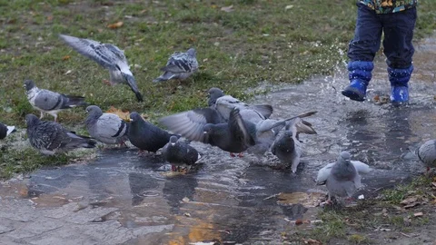 Child boy funny run chasing pigeons birds taking bath in a puddle flying away Stock Footage 98074740