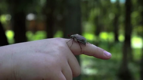 Child boy hold maybug in his hand. Macro shot of the chafer or cockchafer. Slow Stock Footage 75525372