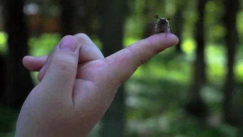 Child boy hold maybug in his hand. Macro shot of the chafer or cockchafer. Slow Stock Footage 75526913