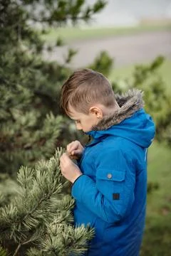 Child boy looking closely at branches of a pine tree in winter park. Stock Photos