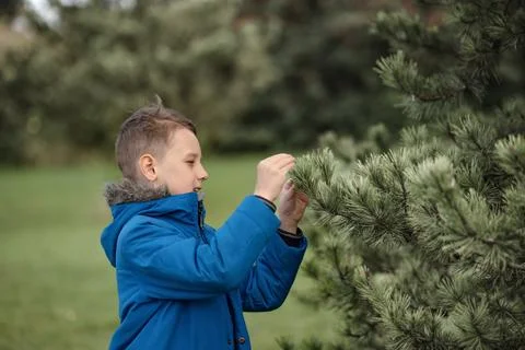 Child boy looking closely at branches of a pine tree in winter park. Stock Photos