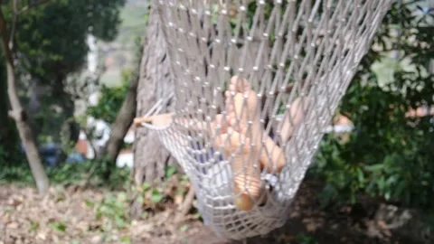 Child boy is resting in hammock in garden, in sunny summer day. Stock Footage 238367700