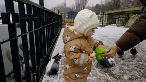 Child in a brown winter coat interacts with pigeons by a fence, receiving green Stock Footage 326783830