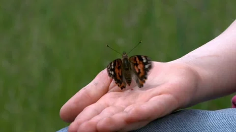 Child with butterfly Video stock 22636533