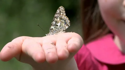 Child with butterfly Stock Footage 22636538