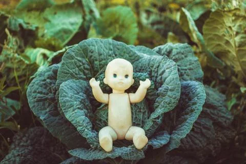 The child in the cabbage lies 库存照片