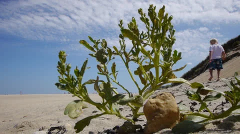 Child on cape cod beach with plant in foreground Stock Footage 26451532