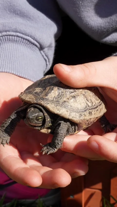 Child carefully holding small reeves's turtle in cupped hands 스톡 동영상 333635537