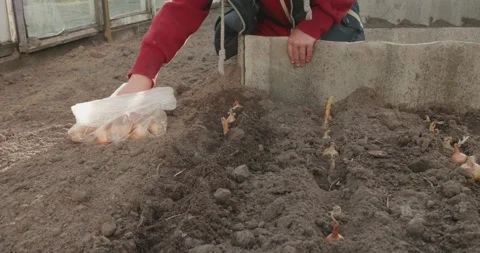 A child carefully plants bulbs one by one in the fertile soil of a prepared bed Stock Footage 334574817
