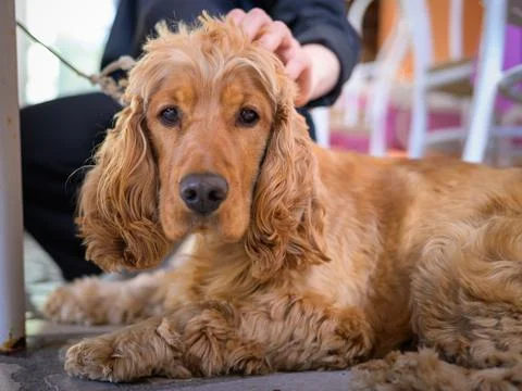 Child caressing a Spaniel dog lying on a terrace Stock Photos