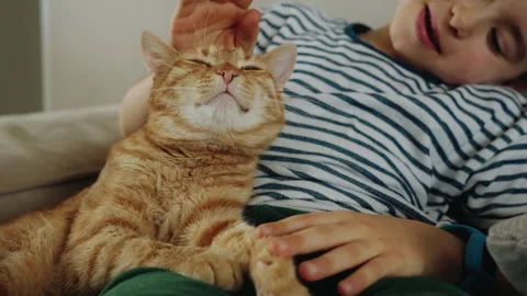 A child with a cat having fun relaxing on sofa together at home. Relationship Stock Footage 272653455