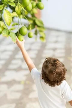 Child catching a lemon. Stock Photos