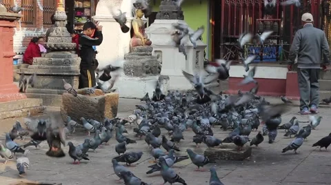 The child caught the dove Video stock 59189060