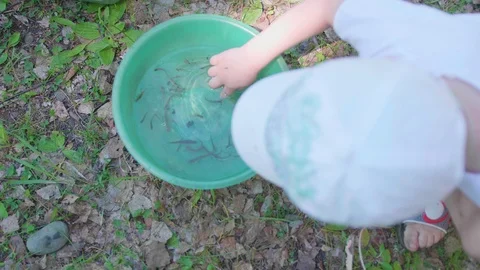 The child caught a small fish in a mountain river net. Beautiful summer Video stock 92027084